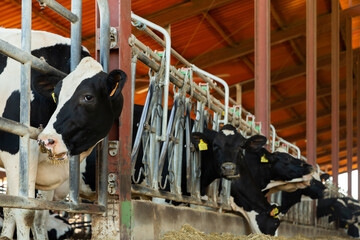 Fototapeta na wymiar Modern farm cowshed with milking cows eating hay