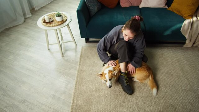 Young woman petting corgi dog top view. Handler strocking her golden puppy in living room. Happy domestic animal lying on floor at home. Pembroke welsh corgi relaxing. 