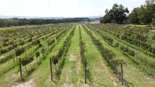 Vuelo entre vi&ntilde;as en Parras de la Fuente Coahuila Mexico
vino mexicano