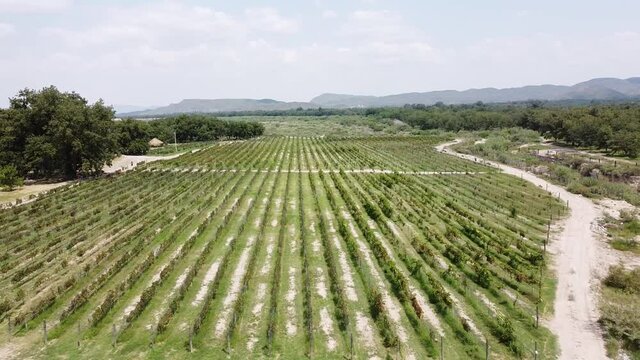 Vuelo sobre vi&ntilde;edo en Parras de la Fuente Coahuila Mexico
Vino Mexicano, vi&ntilde;edo mexicano