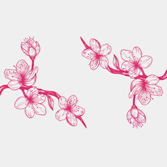 Sakura cherry blossom branch line art flowers. Isolated flying realistic Japanese pink cherry or apricot floral elements fall down vector background. Cherry blossom branch, flower illustration