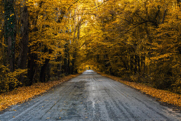 Asphalt road through the autumn forest