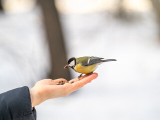 Girl feeds a tit from a palm. Hungry bird eating seeds from a hand during winter or autumn
