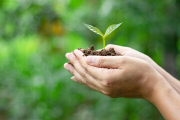 Trees small are planted on the ground in human hands with natural green backgrounds, the concept of plant growth and environmental protection.
