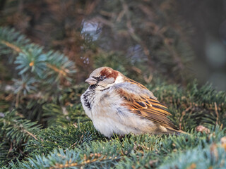 Sparrow sits on a fir branch in the sunset light.
