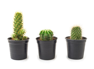 Collection of small cactus in black pot on white background.