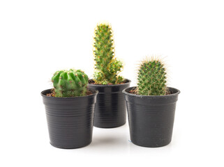 Collection of small cactus in black pot on white background.