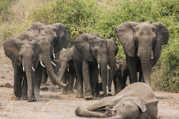 A small herd of african bush elephants (Loxodonta africana) approaching the body of a deceased herd...
