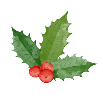 Holly berry, Christmas leaves and fruits watercolour style vector illustration.

V
