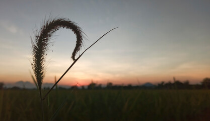 Fototapeta premium grass flower in the forest