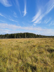Dry and lively little pine trees growing in the swamp, among the grass against the sky with clouds.