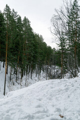 Winter landscape. Evening mixed forest (birch and pine).