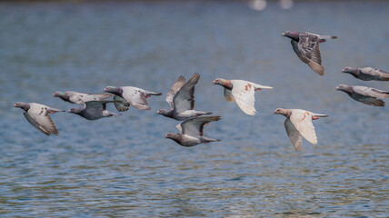A flock of racing (homer) pigeons flying fast and low across water, Narooma, New South Wales,...