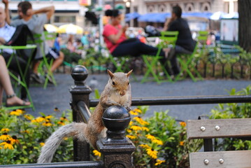 Squirrel in Union Square Park 