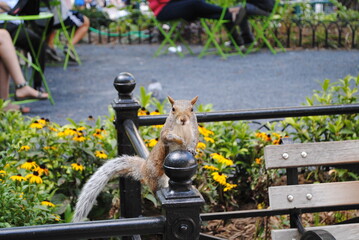 Squirrel in Union Square Park 