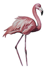pink flamingo on a white background. Watercolor illustration