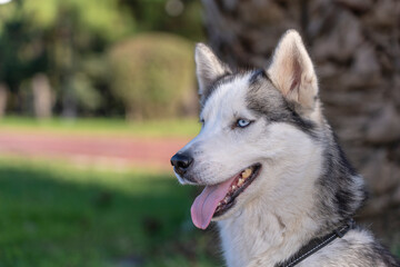 Naklejka na ściany i meble Closeup portrait of smiling dog. Siberian Husky dog black and white colour with blue eyes tongue out