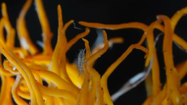 The crawling springtail bug on the stem of the Cordyceps militaris fungus on the forest ground in Estonia