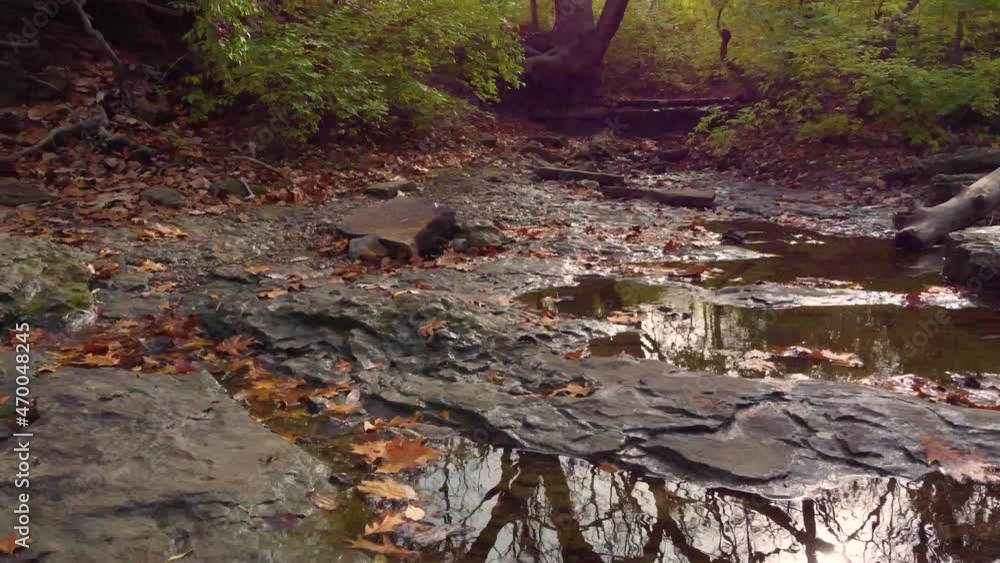 Poster tree reflection in a stream