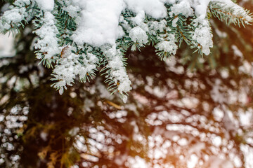 Snow-covered branches of spruce in the winter forest