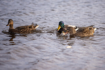 ducks in the water