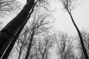 trüber Herbsttag im Wald trübe Stimmung