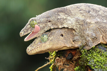 A pair of Halmahera giant geckos are mating. This endemic reptile from Halmahera Island, Indonesia has the scientific name Gehyra marginata. 