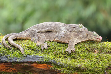 A pair of Halmahera giant geckos are mating. This endemic reptile from Halmahera Island, Indonesia...