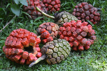 Pandanus tectorius is a species of Pandanus, screwpine that is native to Indonesia, eastern...