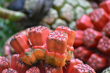 Pandanus tectorius is a species of Pandanus, screwpine that is native to Indonesia, eastern Australia, and the Pacific Islands. The fruit is sometimes known as hala fruit.