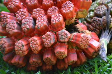 Pandanus tectorius is a species of Pandanus, screwpine that is native to Indonesia, eastern...