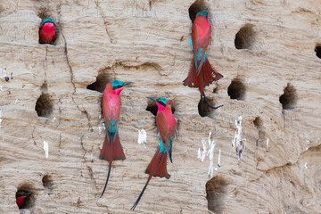 Southern carmine bee-eaters (Merops nubicoides) (formerly carmine bee-eater), nesting in the bank...