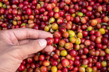 Coffee farmer picking ripe cherry beans, Fresh coffee bean in basket, Close up of red berries coffee beans