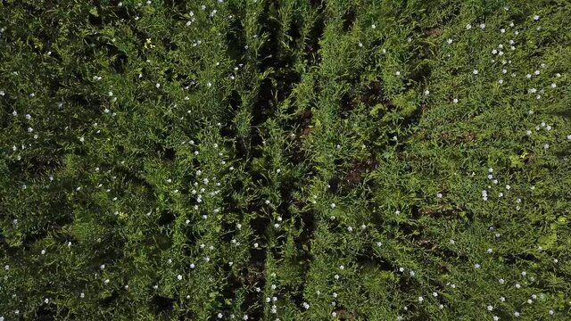 Flight up аerial shot of flowering crop field when camera looking down. Sunny summer