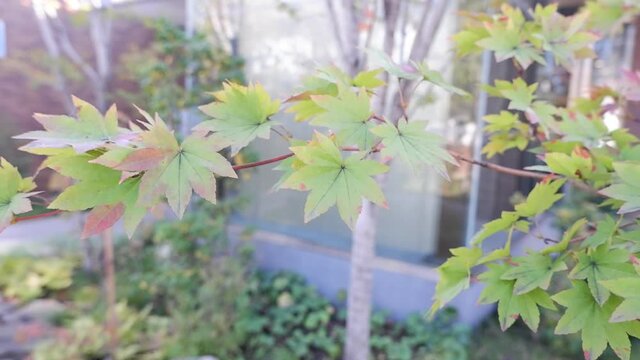 Green Japanese maple leaves swaying in the wind. Kaede, Green Koyo, Japanese garden. 