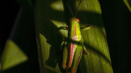 A modest grasshopper.