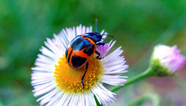 A modest Ladybug