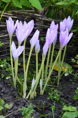 Colchicum autumnale - Autumn flower .Colchicum autumnale, toxic plants and flowers