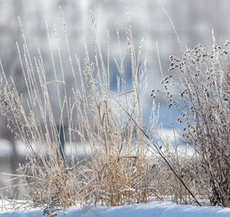 Dry grass in the snow in winter.
