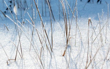 Dry grass in the snow in winter.