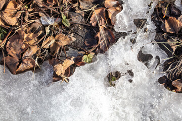 Frozen strawberry leaves in the snow.