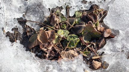 Frozen strawberry leaves in the snow.