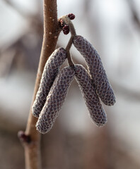 Buds for flowering on hazelnut branches.