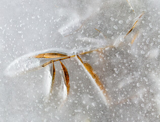 Grass frozen in ice as background.