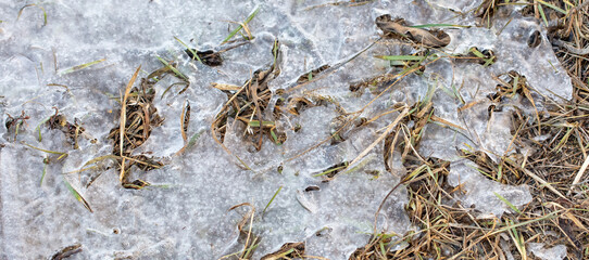 Grass frozen in ice as background.