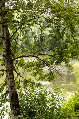 Russia, Moscow, Botanical Garden. Autumn. A birch stands on the shore of the lake.