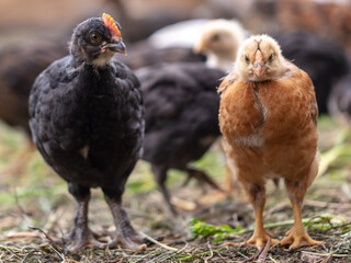 Portrait of a little chicken on the farm.