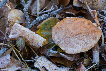 Iced dew on the grass and leaves on the land