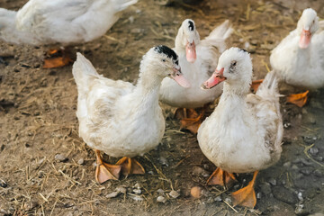 Mulard ducks walk in the poultry yard. Concept: home farm, agriculture, village, poultry yard, breeding for meat.