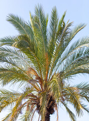 Fototapeta premium Palm trees against the sky.